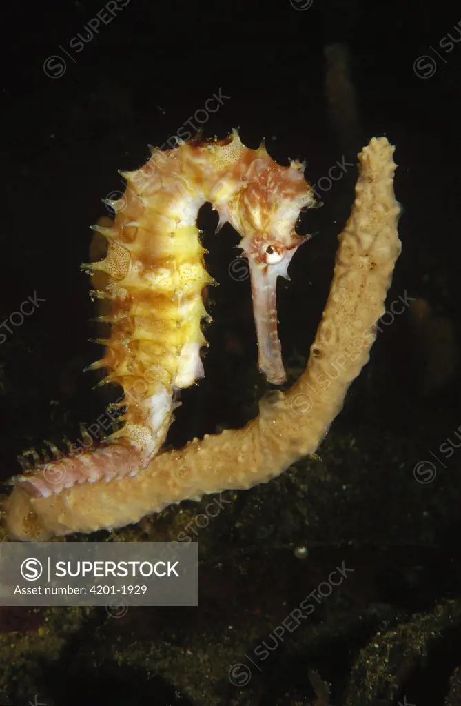 Thorny Seahorse (Hippocampus histrix) clinging to the branch of a sponge, Lembeh Strait, Indonesia