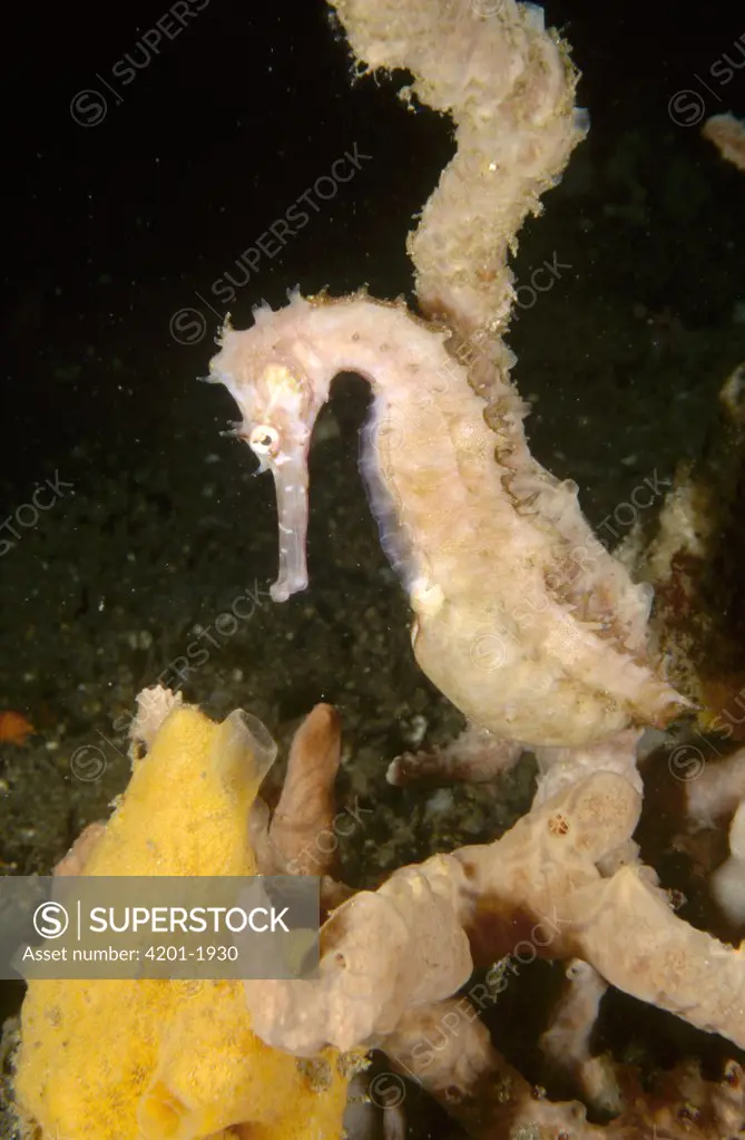 Thorny Seahorse (Hippocampus histrix) male whose brood pouch is swollen with developing eggs, Lembeh Strait, Indonesia