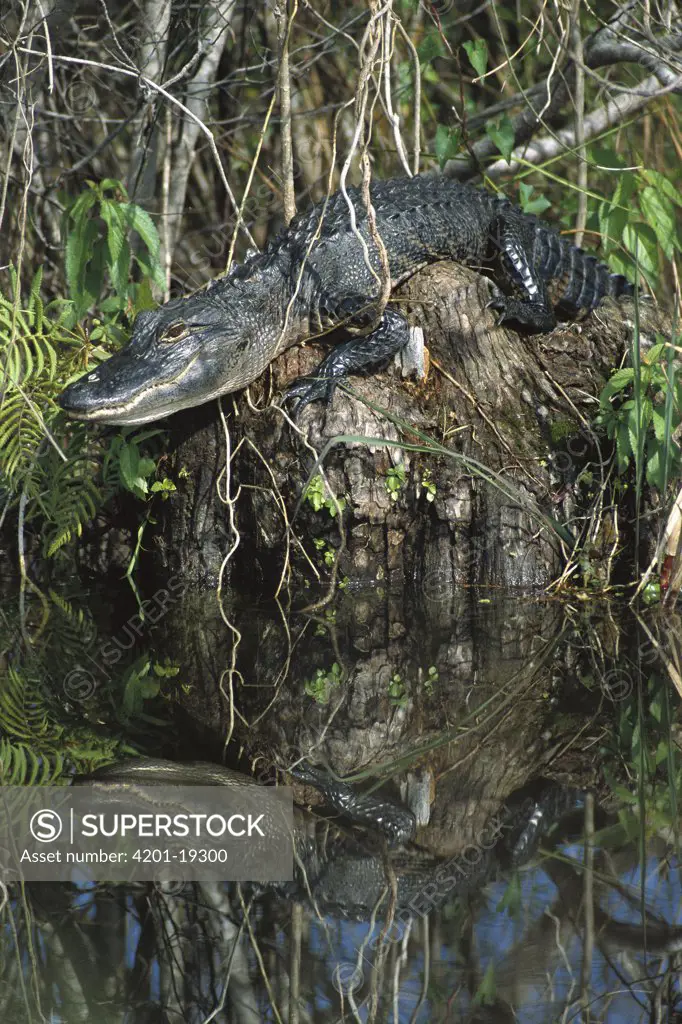 American Alligator (Alligator mississippiensis) on stump in Everglades, Florida