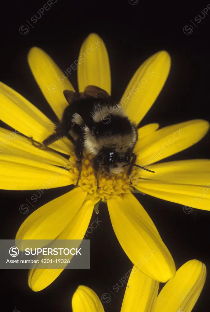 Bumblebee (Bombus sp) collecting pollen at flower