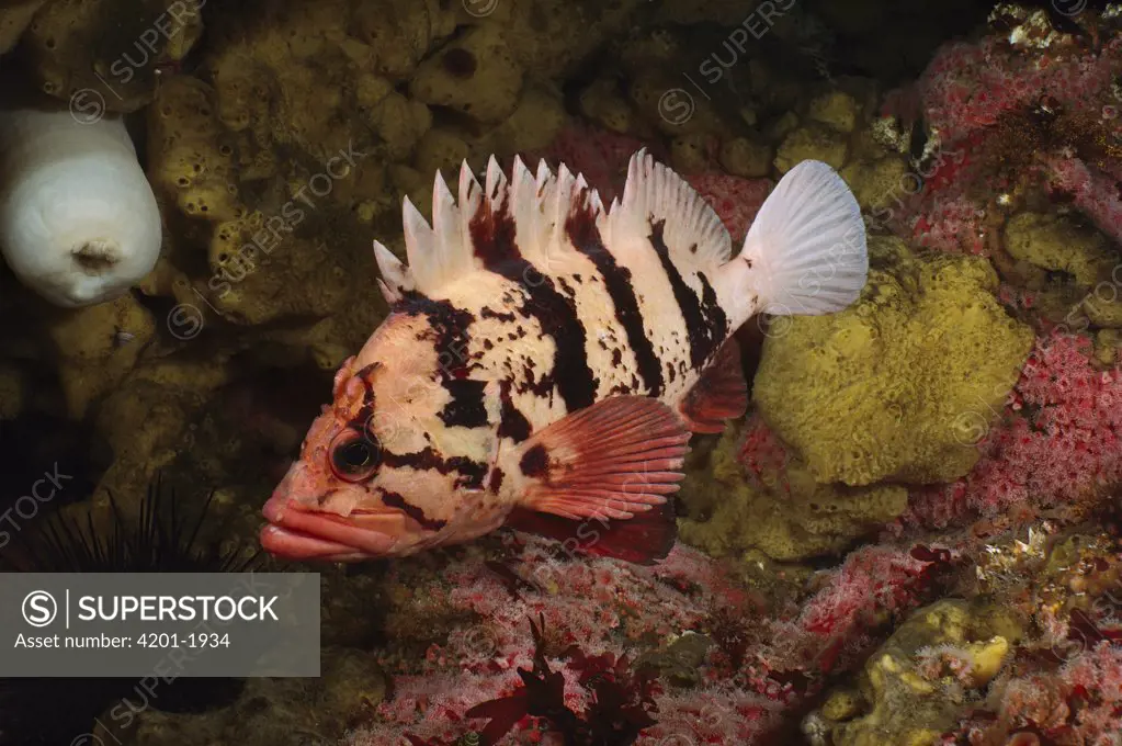 Tiger Rockfish (Sebastes nigrocinctus), Quadra Island, British Columbia, Canada