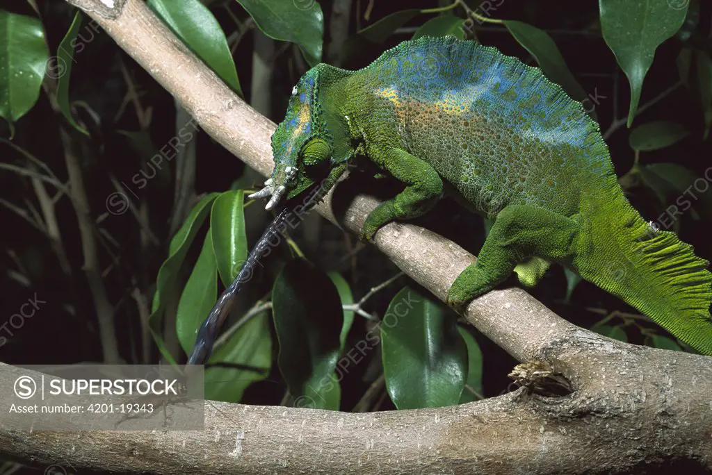 Jackson's Chameleon (Chamaeleo jacksonii) catching a cricket with its long tongue, native to Africa