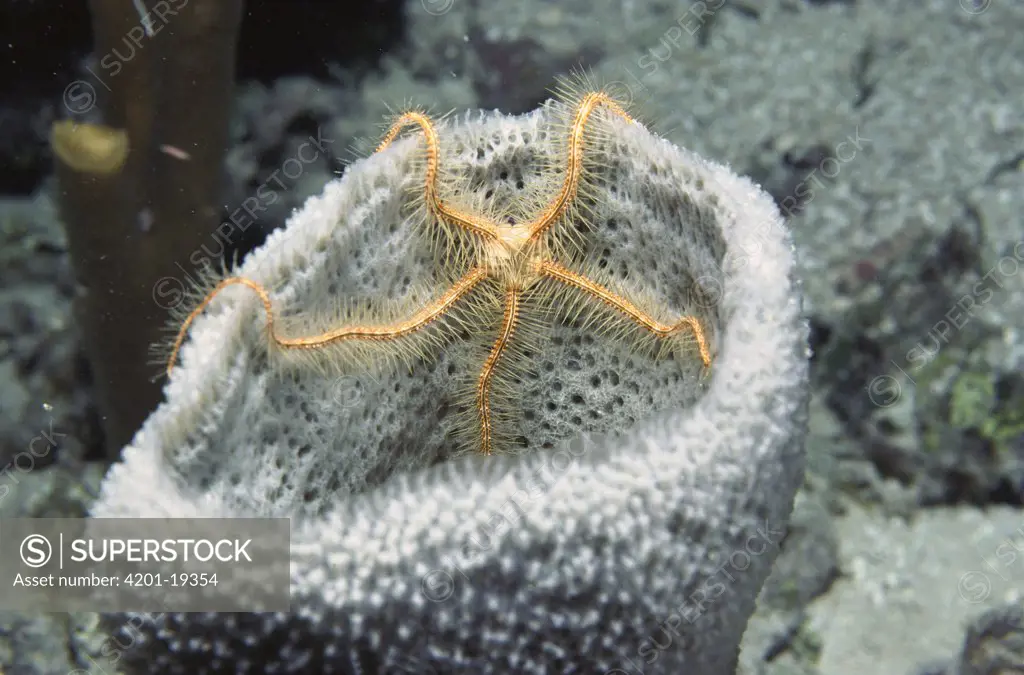Suenson's Brittle Star (Ophiothrix suensonii) on vase sponge in the Caribbean sea, Roatan Island, Honduras