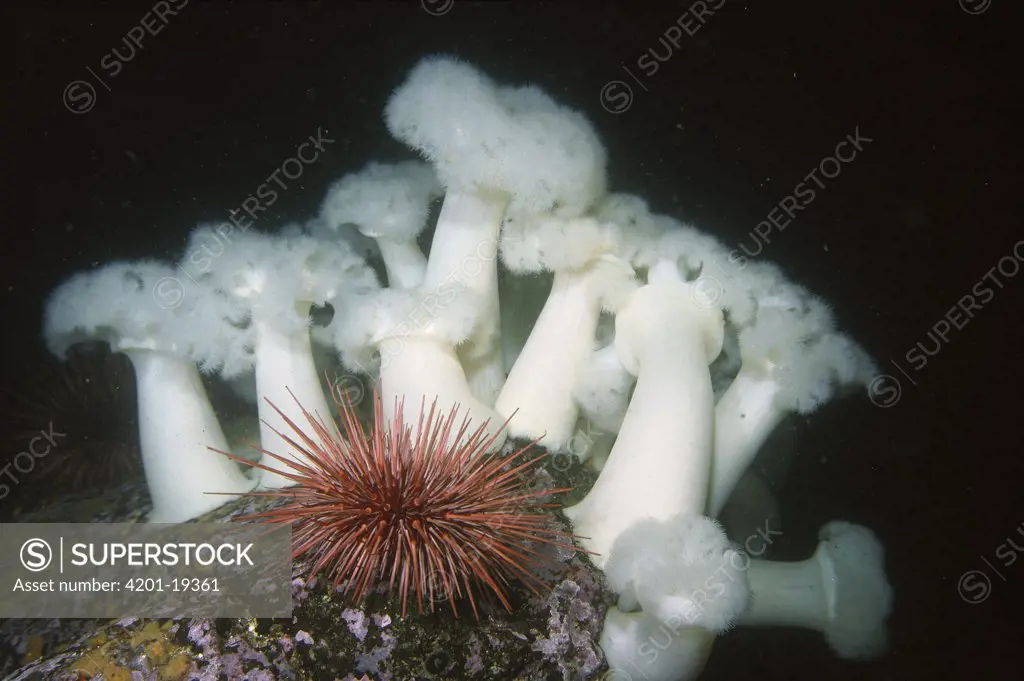 Frilled Sea Anemone (Metridium senile) and Sea Urchin, Queen Charlotte Islands, Canada