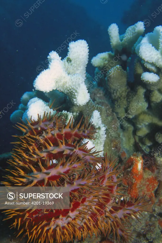 Crown-of-thorns Starfish (Acanthaster planci) feeds on and kills coral colony, Seychelles, Indian Ocean