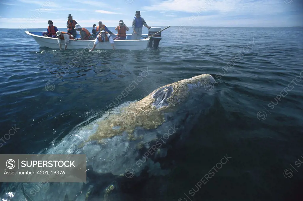 Gray Whale (Eschrichtius robustus) observed by tourists, San Ignacio Lagoon, Mexico