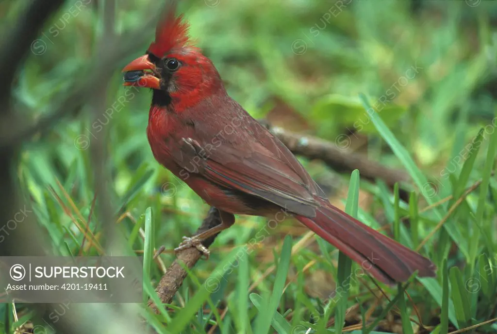 Northern Cardinal (Cardinalis cardinalis) feeding adult perching, Savannah, Georgia