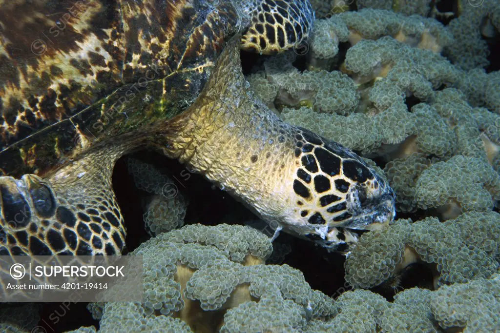 Hawksbill Sea Turtle (Eretmochelys imbricata) eating Organ Pipe Coral (Tubipora musica) with tissue burns from stinging coral around face, Papua New Guinea