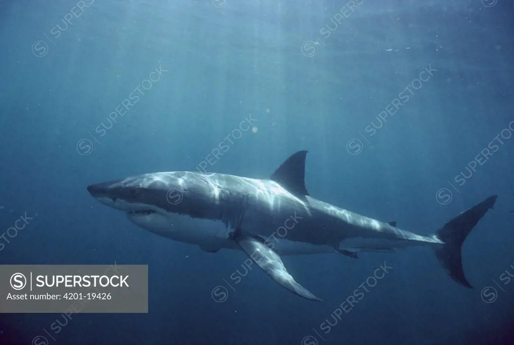 Great White Shark (Carcharodon carcharias) swimming underwater, Australia