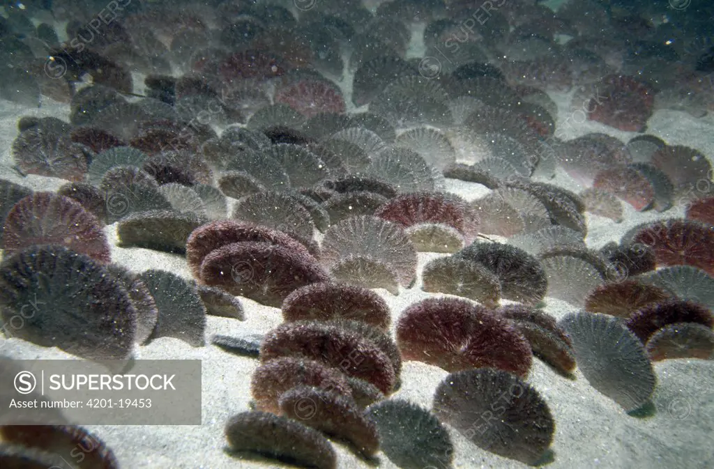 Sand Dollar (Echinarachnius parma) group on sandy ocean floor, California