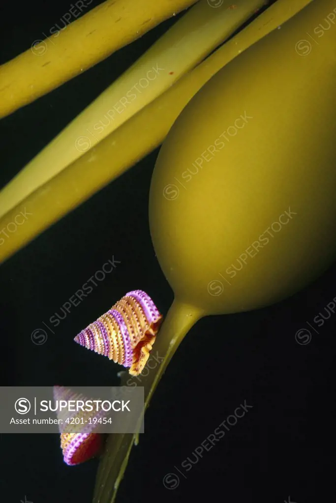 Purple-ring Top Snail (Calliostoma annulatum) pair on kelp bulb, these snails mate at the top of the kelp canopy, California