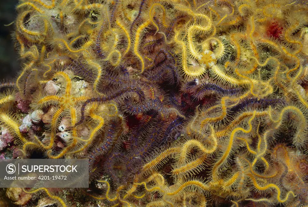 Brittle Star (Ophiothrix spiculata) group, Channel Islands, southern California