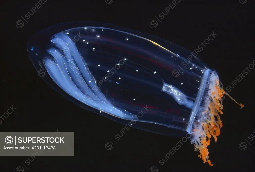Pink Helmet (Aglantha digitale) jellyfish, Arctic Ocean