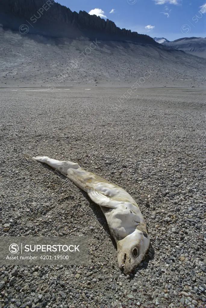 Crabeater Seal (Lobodon carcinophagus) carcass mummified in McMurdo Dry Valleys, Antarctica