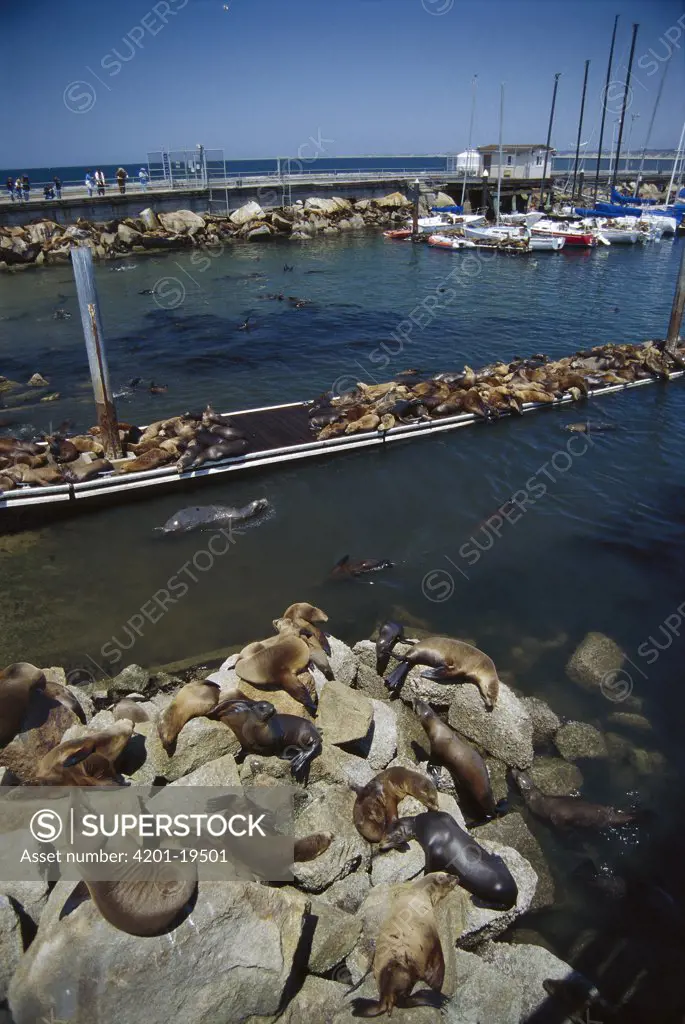 California Sea Lion (Zalophus californianus) group on piers and boat ramps, Monterey, California