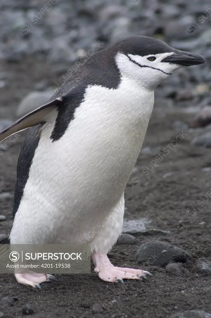 Chinstrap Penguin (Pygoscelis antarctica) walking, Antarctica