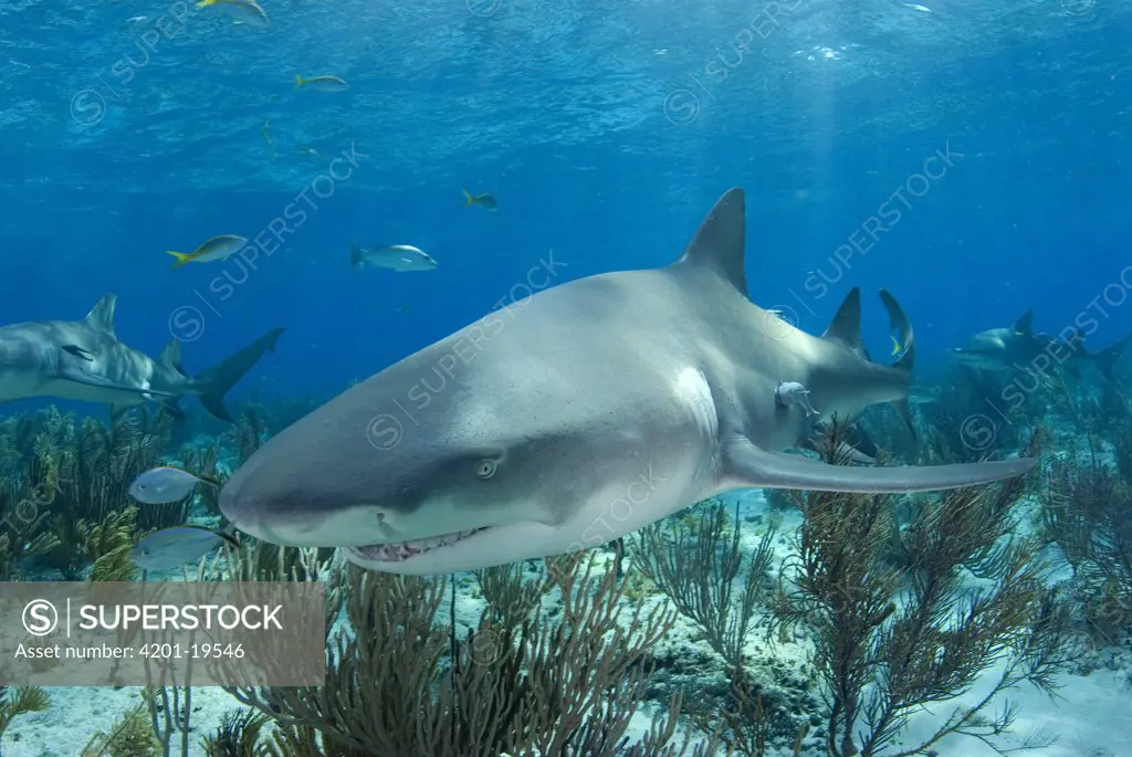 Lemon Shark (Negaprion acutidens), vulnerable species, Bahamas, Caribbean