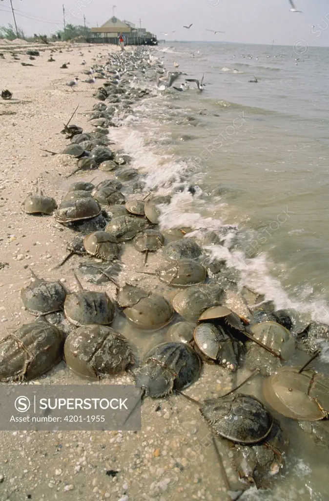 Horseshoe Crab (Limulus polyphemus) group crawling ashore on the high tides of spring to lay their eggs in Delaware Bay's sandy beaches, New Jersey