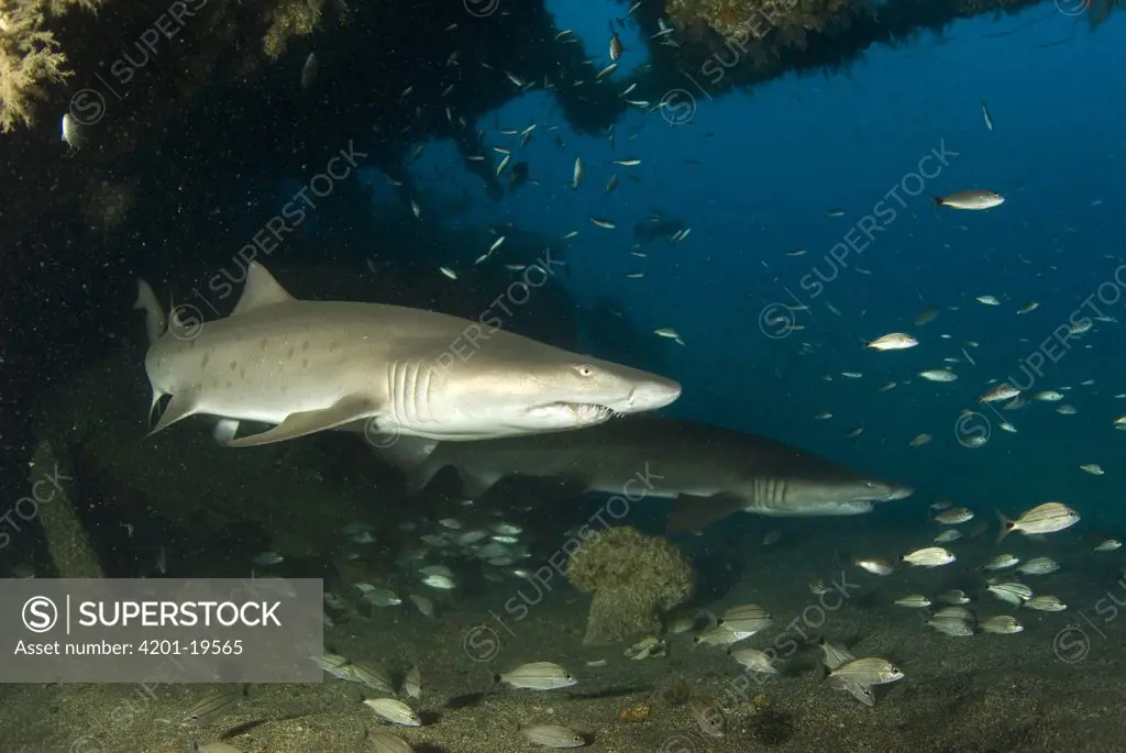 Grey Nurse Shark (Carcharias taurus) pair and other small fish swimming through Papoose Wreck off North Carolina
