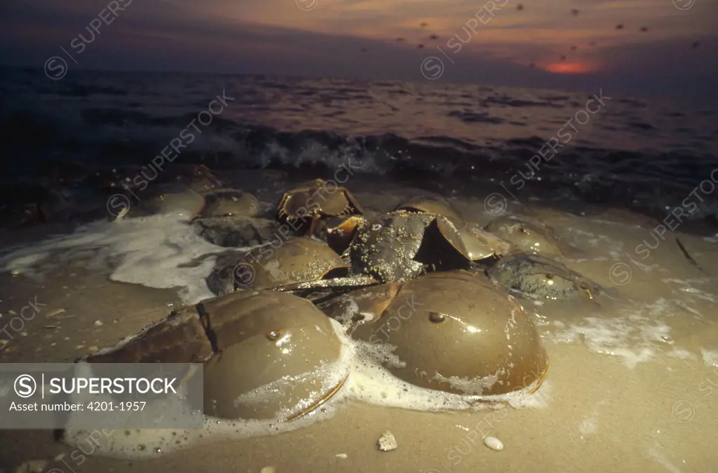Horseshoe Crab (Limulus polyphemus) group crawling ashore on the high tides of spring to lay their eggs in Delaware Bay's sandy beaches, New Jersey