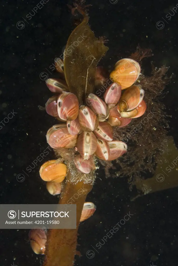 Discordant Mussel (Musculus discors) cluster attached to dying kelp stem, siphons visible, Alaska