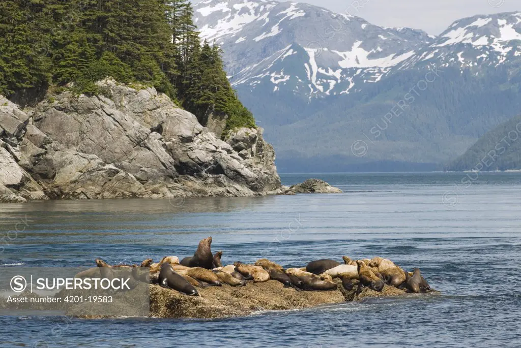 Steller's Sea Lion (Eumetopias jubatus) group hauled out on rocks, Alaska