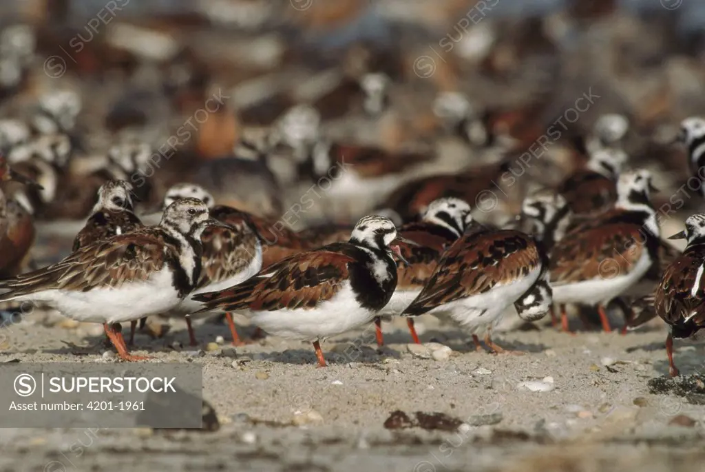 Ruddy Turnstone (Arenaria interpres) flock stopping at Delaware Bay to feed on Horseshoe Crab eggs while flying from South America to arctic nesting grounds, Cape May, New Jersey