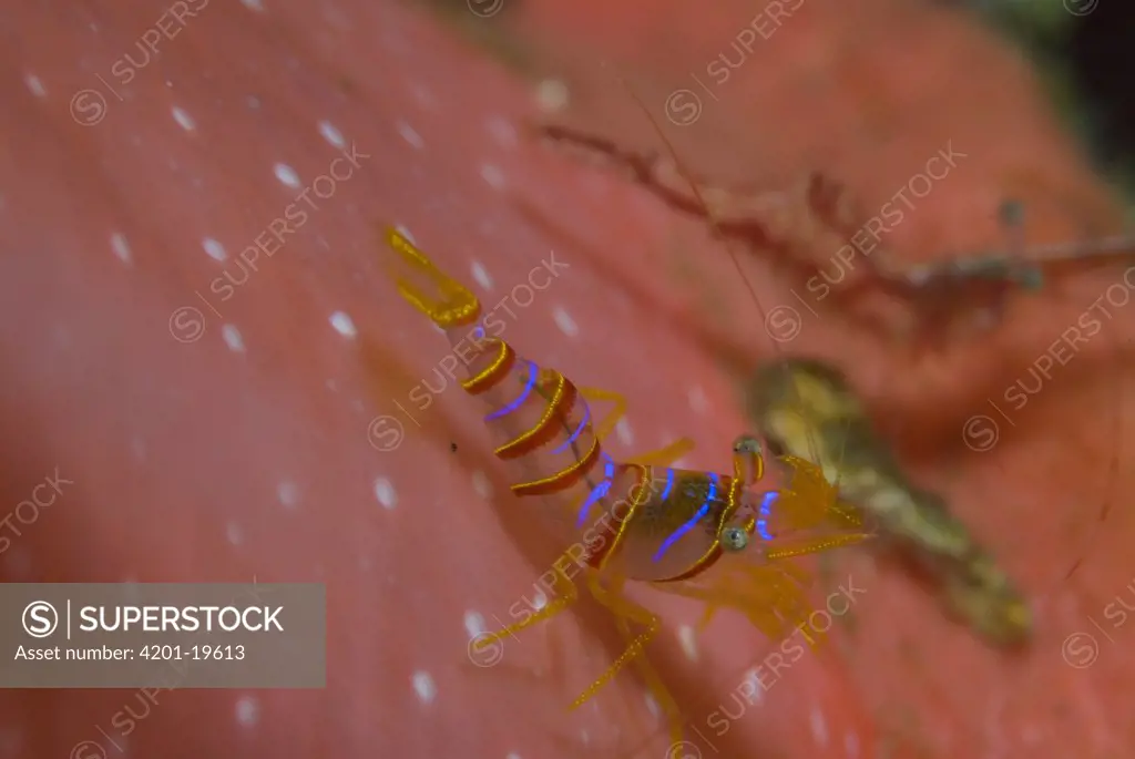 Clown Shrimp (Lebbeus grandimanus) among stinging tentacles of Fernald Brooding Anemone (Cribrinopsis fernaldi), Vancouver Island, British Columbia, Canada