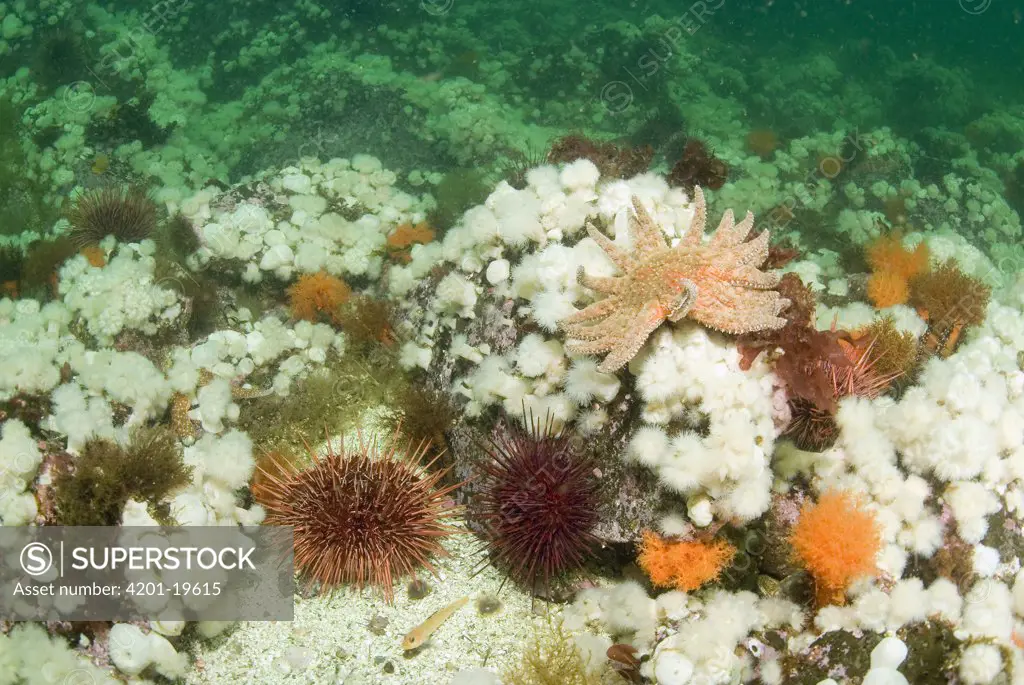 Sunflower Sea Star (Pycnopodia helianthoides) and Purple Sea Urchin (Strongylocentrotus purpuratus) in feeding on Frilled Sea Anemones (Metridium senile), Vancouver Island, British Columbia, Canada