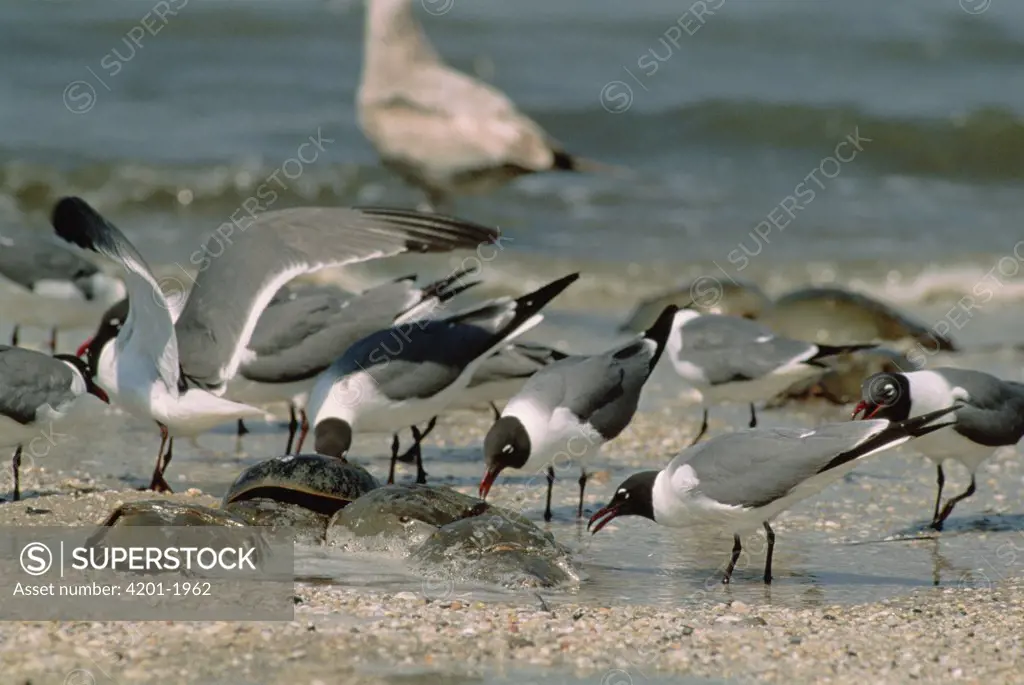 Laughing Gull (Larus atricilla) group waiting right near the water's edge for the spawning Horseshoe Crabs (Limulus polyphemus), Cape May, New Jersey