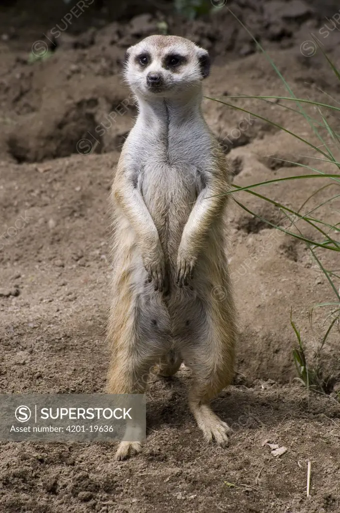 Meerkat (Suricata suricatta) standing up to look out for danger, San Diego Zoo, California