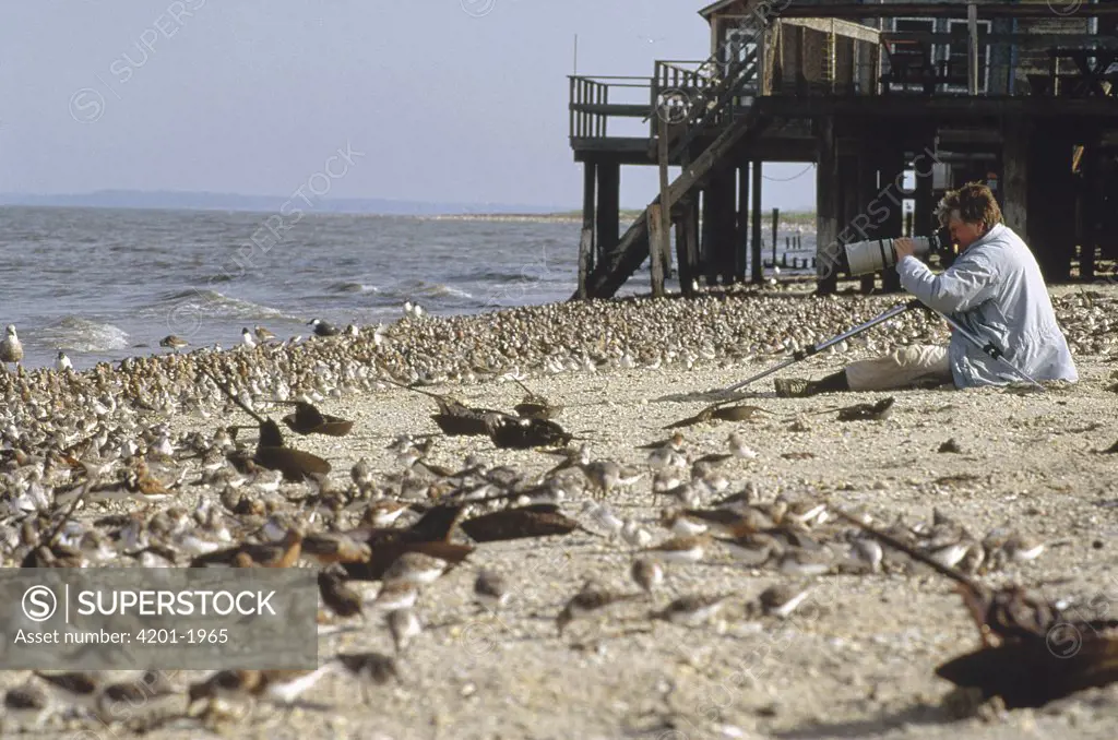 Photographer and migratory shorebirds which have stopped to feed on Horseshoe Crab (Limulus polyphemus) eggs while flying from South America to their arctic nesting grounds, New Jersey
