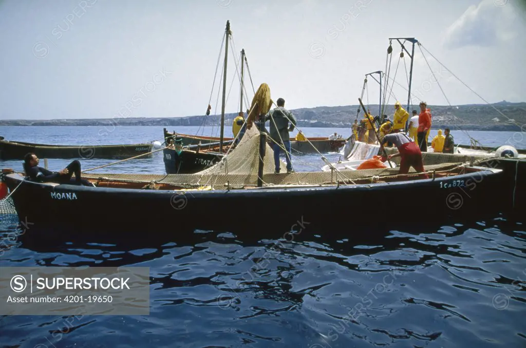 Atlantic Bluefin Tuna (Thunnus thynnus) mattanza, which is the annual harvesting of tuna in Sardinia, Sardinia, Italy