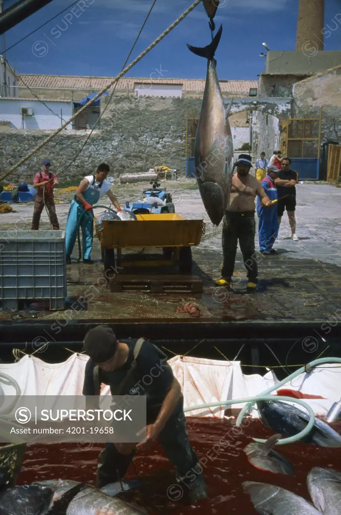 Atlantic Bluefin Tuna (Thunnus thynnus) are pulled out of net with hook, Sardinia, Italy