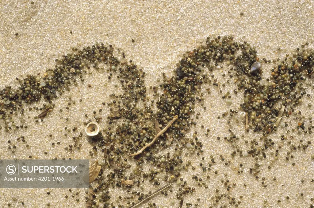 Pattern of a wave written on the beach in Horseshoe Crab (Limulus polyphemus) eggs that have been uncovered by the diggings of others, New Jersey