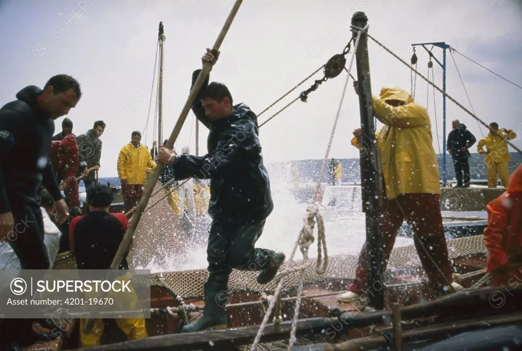 Atlantic Bluefin Tuna (Thunnus thynnus) mattanza, which is the annual harvesting of tuna in Sardinia, here fish are whipped into a frenzy as a net draws them together, Sardinia, Italy