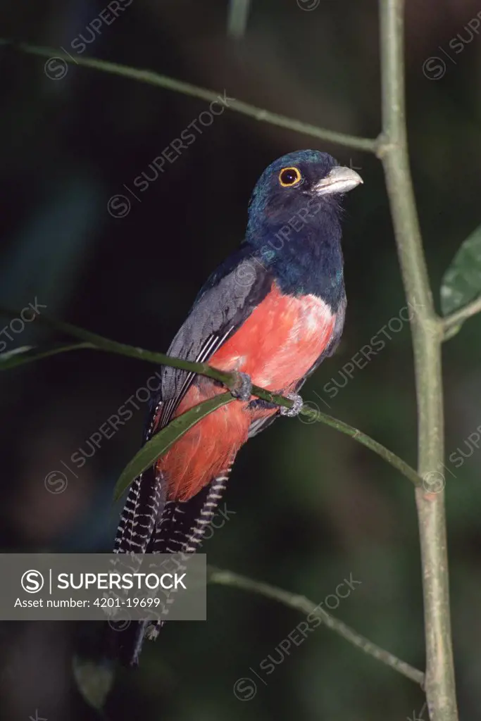 Blue-crowned Trogon (Trogon curucui) male hunting insects in understory, Tambopata-Candamo Reserve, Amazon Basin, Peru