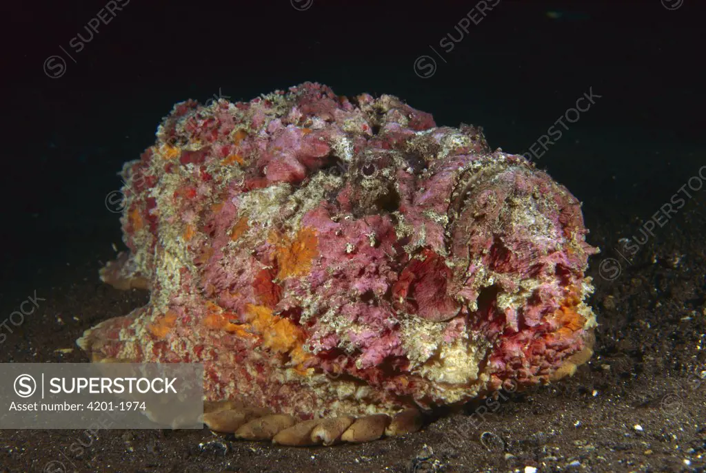 Reef Stonefish (Synanceia verrucosa) mimics coral reef, Bali, Indonesia