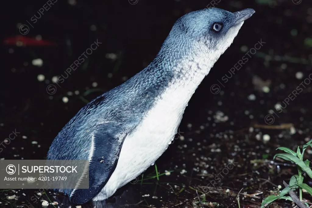 Little Blue Penguin (Eudyptula minor) hauling out at night to nest in deep forest, Golden Bay, New Zealand