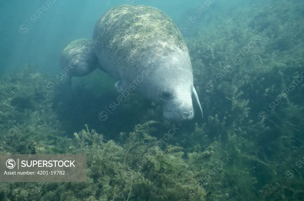 West Indian Manatee (Trichechus manatus) foraging on aquatic vegetation, Crystal River, Florida