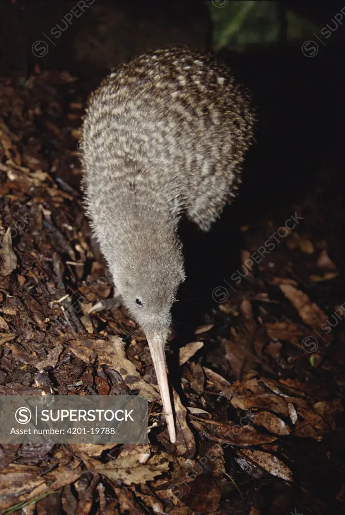 Great Spotted Kiwi (Apteryx haastii) foraging in damp understory using smell and tactile probing with bill, Kiwi House, Otorohanga Breeding Facility, New Zealand