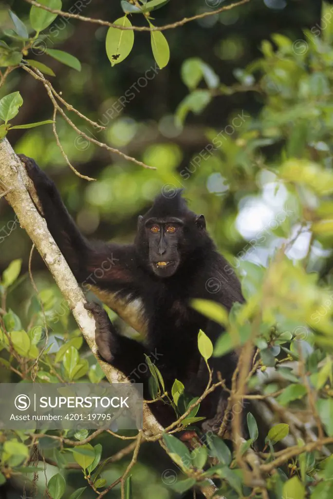 Celebes Black Macaque (Macaca nigra) feeding on False Banyon (Ficus altissima) fruit, orphan rehabilitation center, Tangkoko-Dua Saudara Nature Reserve, Sulawesi, Indonesia