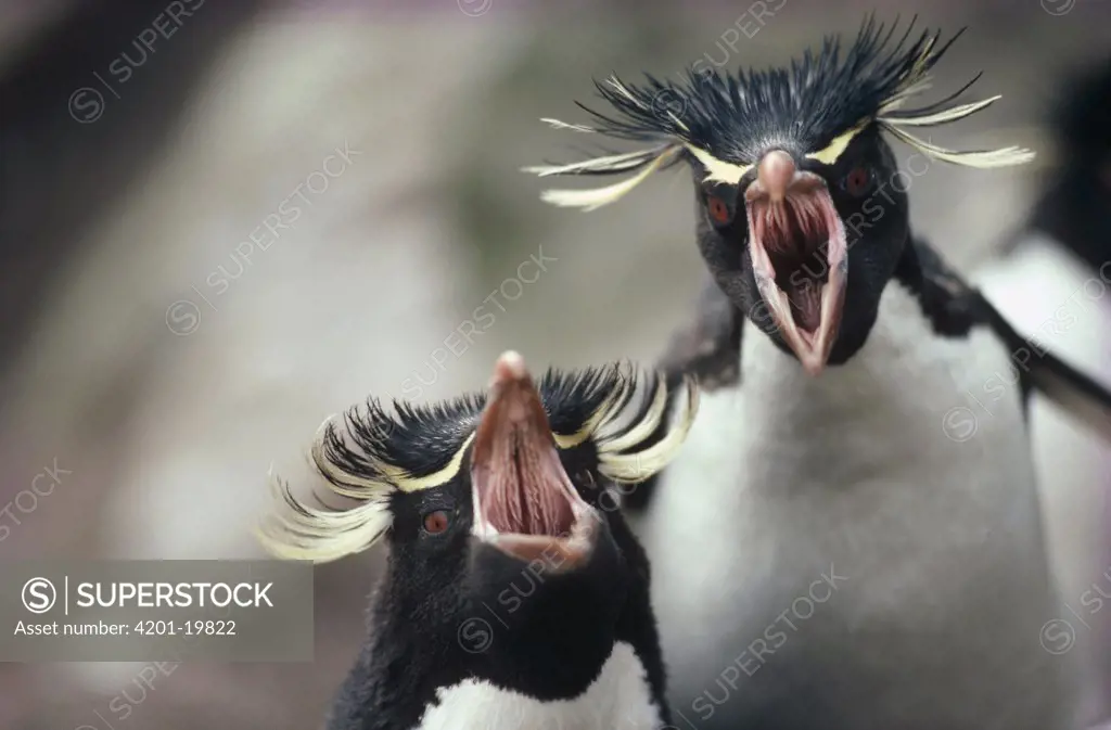 Rockhopper Penguin (Eudyptes chrysocome) ecstatic greeting display between pair at nest, Kidney Island, Falkland Islands