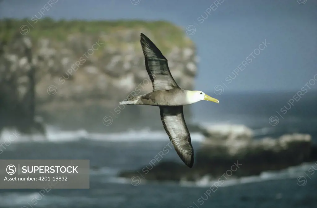 Waved Albatross (Phoebastria irrorata) flying over colony nesting on southern cliffs, Hood Island, Galapagos Islands, Ecuador