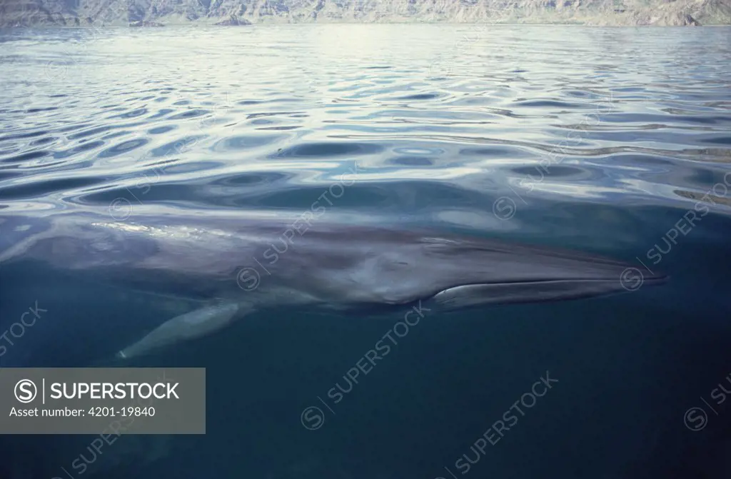 Bryde's Whale (Balaenoptera edeni) resident adult surfacing in feeding grounds, Sea of Cortez, Baja California, Mexico
