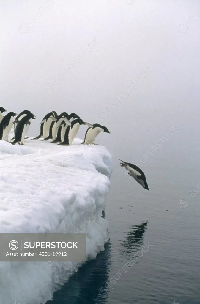 Adelie Penguin (Pygoscelis adeliae) group gathers for mass exodus for safety against Leopard Seals, Ross Sea, Antarctica