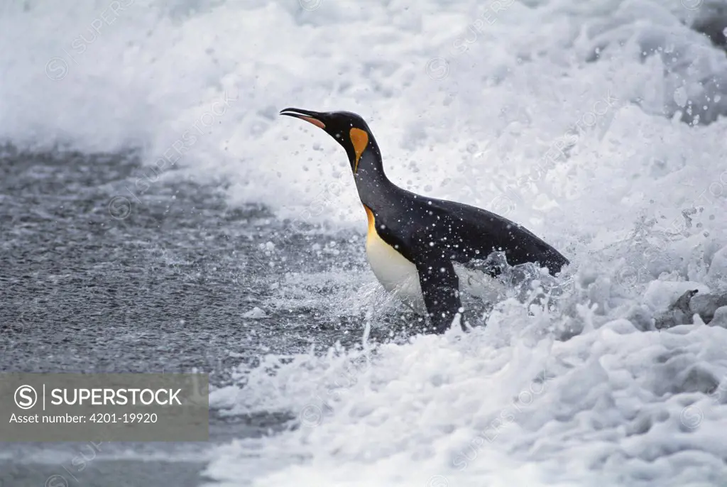 King Penguin (Aptenodytes patagonicus) adult landing on beach, Gold Harbor, South Georgia Island