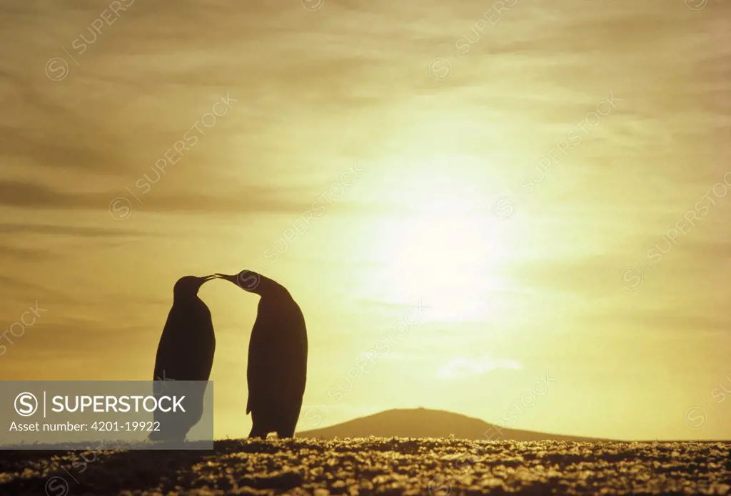 King Penguin (Aptenodytes patagonicus) couple silhouetted with austral summer sunset, Volunteer Point, Falkland Islands