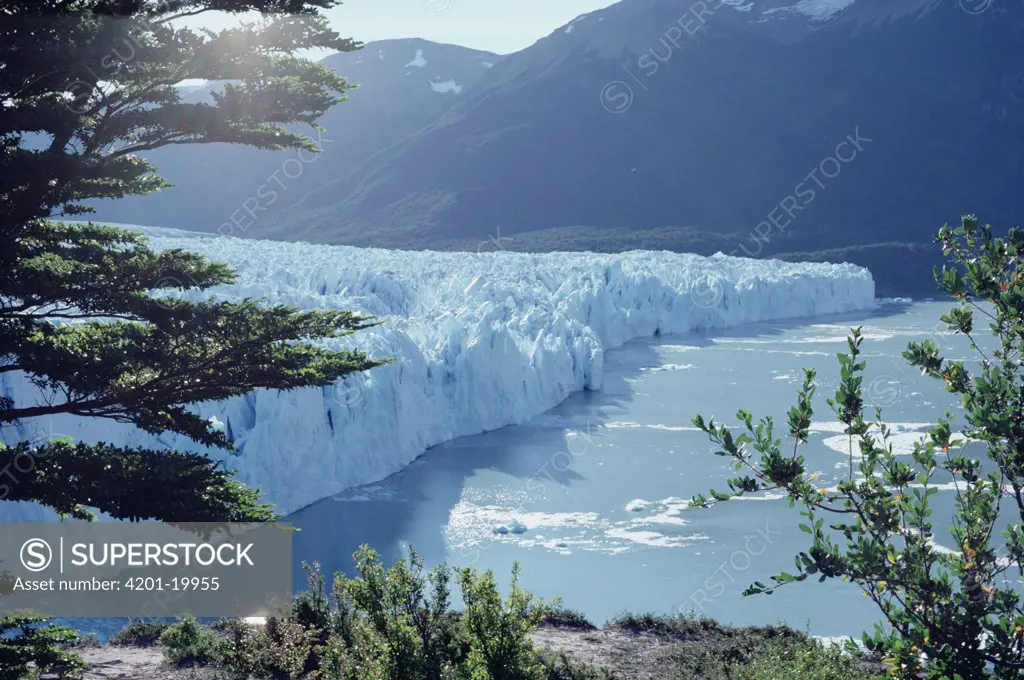 Southern Beech (Nothofagus sp) forest and Petit Moreno Glacier dropping into Lago Argentino, Los Glaciares National Park, Argentina