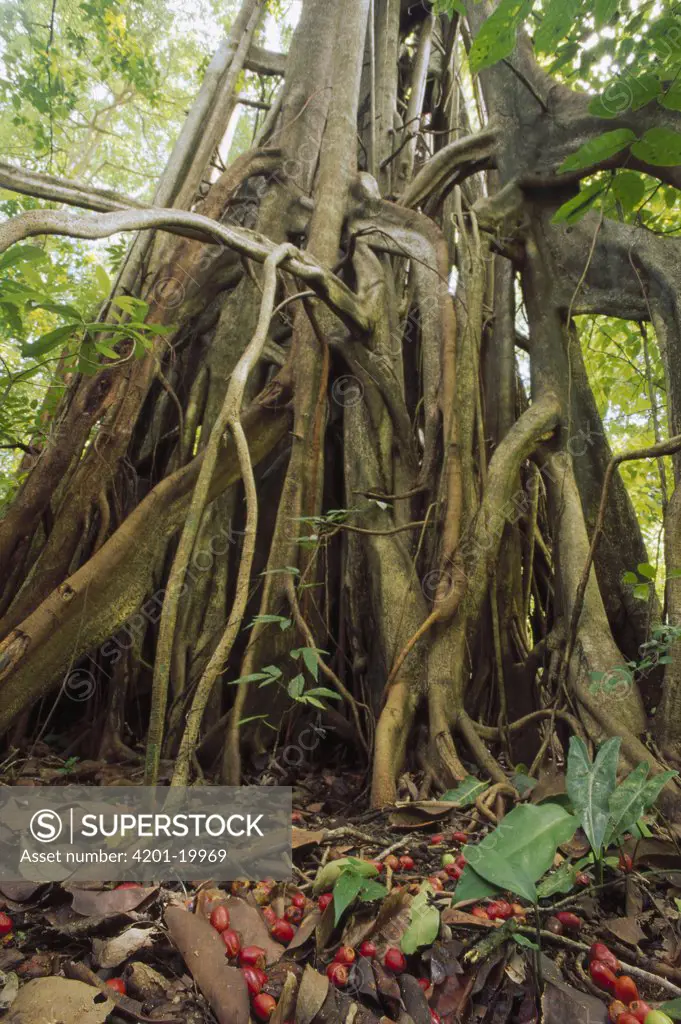False Banyon (Ficus altissima) surrounded by fallen fruit, Tangkoko-Dua Saudara Nature Reserve, Sulawesi, Indonesia